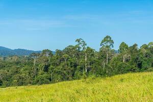 Grassland Green meadow and mountains Khao Yai National Park. photo