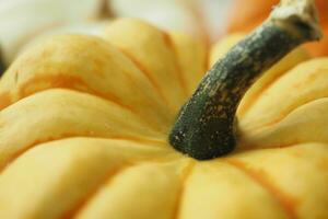 closeup of xaf mini pumpkins color background photo