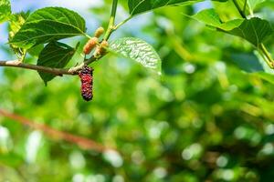 Organic Mulberry fruit and green leaves on tree in the garden photo