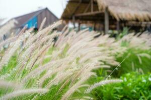 Fountain grass in front of the vintage house photo