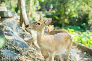 Antelope standing on the floor in the zoo photo