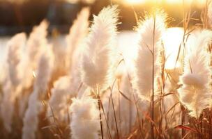 AI generated grass with white blooms is in the evening sunlight photo