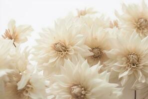 AI generated soft, pale blond flowers on a white background photo