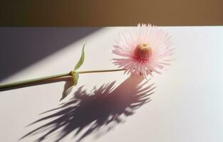 AI generated one flower at the center of a desk with its shadow photo