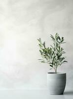 AI generated green olive tree in pot on white wall photo