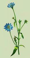 AI generated Created using generative AI. Illustration of COMMON CHICORY. Latin name CICHORIUM INTYBUS L. photo