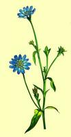 AI generated Created using generative AI. Illustration of COMMON CHICORY. Latin name CICHORIUM INTYBUS L. photo