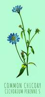 AI generated Created using generative AI. Illustration of COMMON CHICORY. Latin name CICHORIUM INTYBUS L. photo