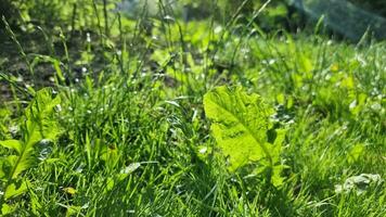 grön gräs i en trädgård gräsmatta och maskros löv närbild på en solig dag. selektiv fokus. video