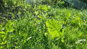 Green grass in a garden lawn and dandelion leaves close-up on a sunny day. Selective focus. video