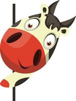 Cow looking behind wall, illustration, vector on white background.