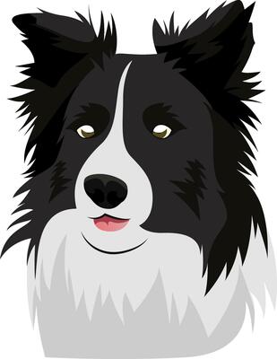 Border Collie illustration vector on white background