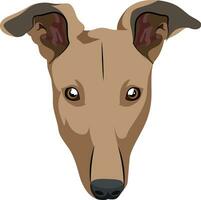 Greyhound illustration vector on white background