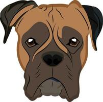 Boxer illustration vector on white background