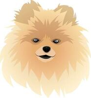 Spitz illustration vector on white background