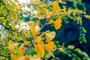 Ginkgo tree in autumn. Yellow leaves on tree branches against the sky. Change of season in nature photo