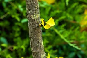 Ginkgo tree in autumn. Yellow leaves on tree branches against the sky. Change of season in nature photo