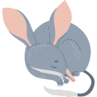 Cute sleeping bilby png