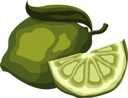 Green lime fruit with a slice vector illustration on white background.