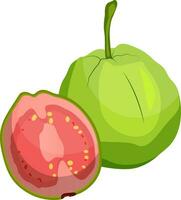 Green guava fruit cut in half vector illustration on white background.