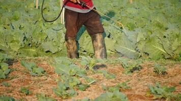 rociar hormonal fertilizantes o insecticidas utilizando un aire bomba rociar botella en vegetales en el jardín, repollo agrícola trama, jardinero con rociar mochila pulverización plantas en jardín video