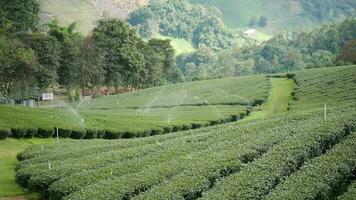 Water supply for tea plant, tea plantation in high mountains, Beautiful landscape view, Water sprinkler system working green tea leaf plantation organic farm video