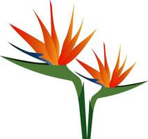 Vector illustration of colorful bird of paradise flowers  on white background.