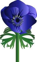 Vector illustration of anemone flower on white background.