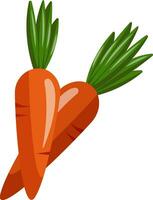 Fresh pair of carrots, illustration, vector on white background.