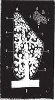 Pulmonary lobule, vintage engraving. vector