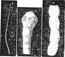 Taenia solium or Pork tapeworm, vintage engraving. vector