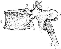 Thoracic vertebrae or Dorsal vertebra, side view, vintage engrav vector