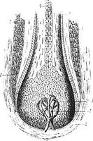 Section of a hair follicle, vintage engraving. vector