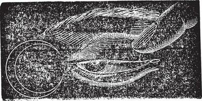 Phosphene nasal, vintage engraving. vector