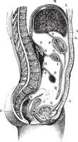 Vertical and antero-posterior of the abdomen, vintage engraving. vector