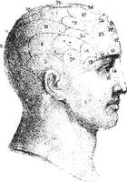 Type cranial given by Spurzheim in profile, vintage engraving. vector