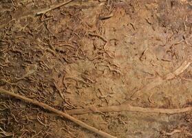 Texture of brown coconut shell, macro photo