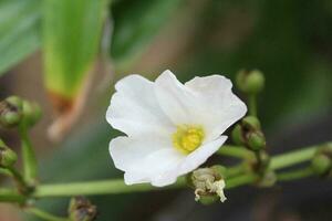 Flower of a white flower with green leaves on the background. photo