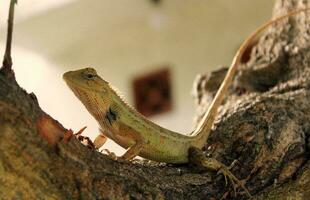 lizard on the tree in the garden photo