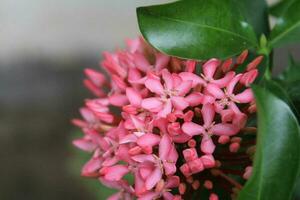 Pink Ixora flower with green leaves in the garden photo