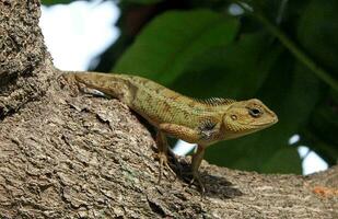 lizard on the tree in the garden photo