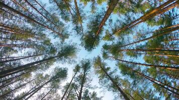 Basso angolo Visualizza di colorato estate pino foresta, a piedi attraverso il conifero alberi in movimento Giusto. parte inferiore Visualizza di il cime di pini a soleggiato estate giorno. il cielo può essere visto attraverso il cime di pini video