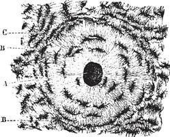 estructura de hueso pañuelo de papel o óseo tejido, transversal radio de el hueso, Clásico grabado. vector