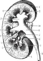riñón sección, Clásico grabado. vector