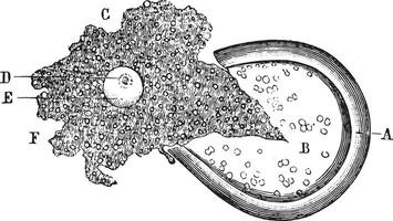 Out of the bladder end of the count and the egg, vintage engravi vector