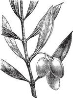 Olive branch with olives, vintage engraving vector