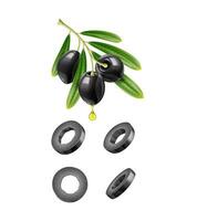 Olive branch, black slices with drops, realistic vector