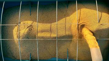 Loading soybeans for transportation to the warehouse. Top view Closeup of soybeans being loaded into a hopper. video