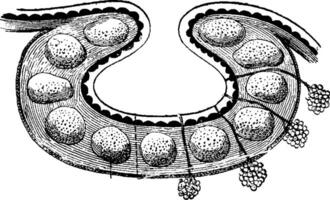 folicular glándulas de el base de el lengua, Clásico grabado vector