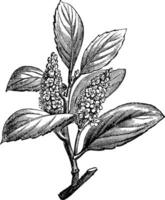 Cherry Laurel or Prunus laurocerasus, vintage engraving vector